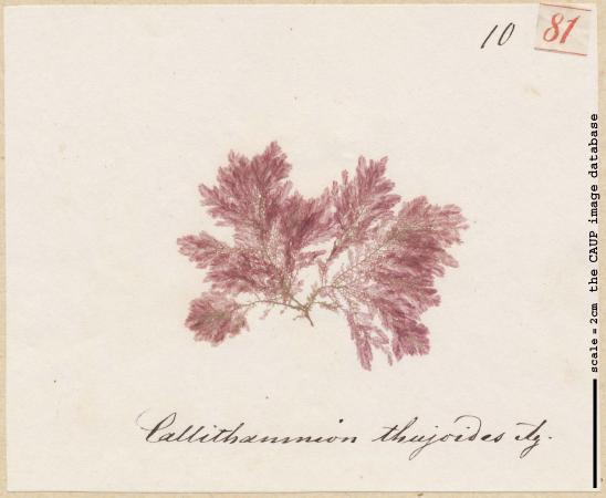 Compsothamnion thuyoides_81.jpg